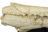 Impressive Fossil Dyrosaurus Rostrum - Morocco #227167-6